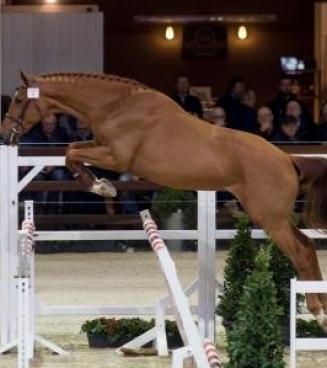 Stallion Selection Belgian Warmblood, 3° phase Stallion Selection Belgian Warmblood, 3° phase