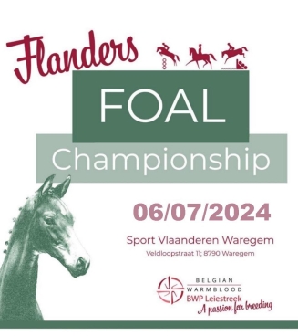 flanders foal championship