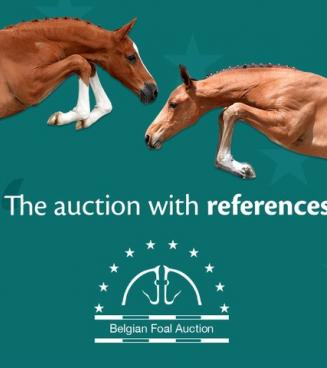 Belgian Foal Auction