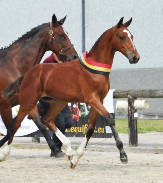 BWP Online Foal Auction