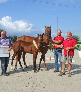 BWP & BRp veulenwedstrijd, Moerbeke - AFGELAST BWP & BRp veulenwedstrijd, Moerbeke - AFGELAST