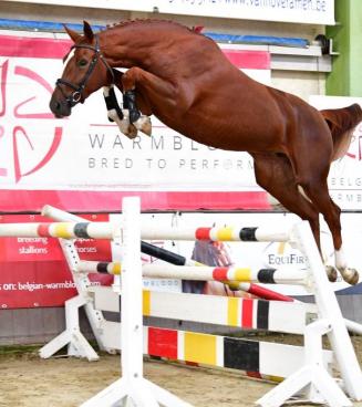 BWP Young Horses Auction, ENKEL ONLINE! BWP Young Horses Auction, ENKEL ONLINE!