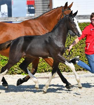 BWP Elite Foal Auction BWP Elite Foal Auction