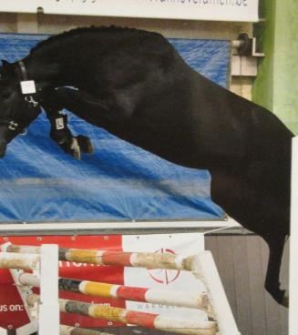 Showdag Jonge Belgische Springpaarden Showdag Jonge Belgische Springpaarden