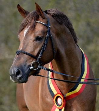 Journée d’information pour les étalons de dressage âgés de 2 et de 3 ans Journée d’information pour les étalons de dressage âgés de 2 et de 3 ans