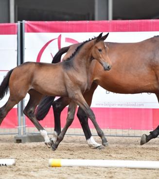 BWP Online Foal Auction BWP Online Foal Auction