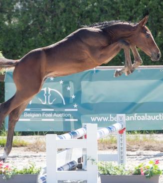 Belgian Foal Auction