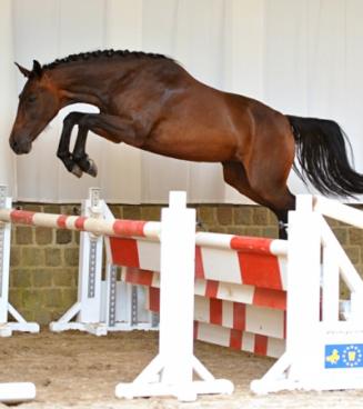Oefenavond vrijspringen alle paarden, BWP Moerbeke-Waas Oefenavond vrijspringen alle paarden, BWP Moerbeke-Waas