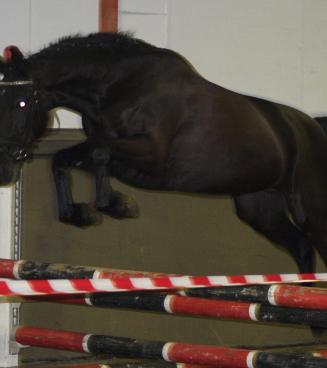 Oefenavond  vrijspringen alle paarden,  BWP Moerbeke-Waas  