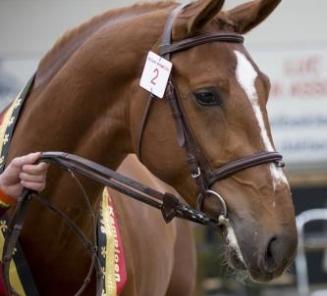 65 stallions announced for the Third Phase of the BWP Stallion Selection. 65 stallions announced for the Third Phase of the BWP Stallion Selection.