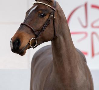 BWP Young Horses Auction: vente aux enchères pour chevaux de 3 et 4 ans BWP Young Horses Auction: vente aux enchères pour chevaux de 3 et 4 ans