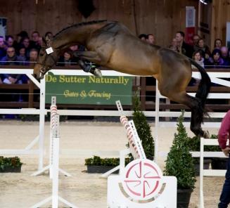 138 stallions registered for the BWP Stallion Expertise 2018 138 stallions registered for the BWP Stallion Expertise 2018