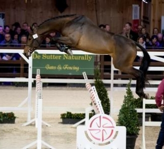 Allerlaatste dagen inschrijven BWP Hengstenkeuring & Top Stallion Auction Allerlaatste dagen inschrijven BWP Hengstenkeuring & Top Stallion Auction