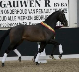 BWP welcomes 4 new dressage stallions BWP welcomes 4 new dressage stallions