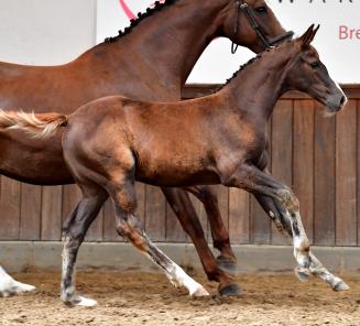 Thilde van het Strateneinde is de veilingtopper van de BWP Online Foal Auction Thilde van het Strateneinde is de veilingtopper van de BWP Online Foal Auction