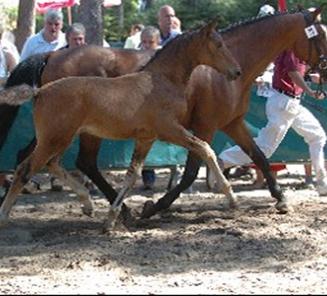 Antwerps Veulenkampioenschap: wij monsteren uw paard! Antwerps Veulenkampioenschap: wij monsteren uw paard!