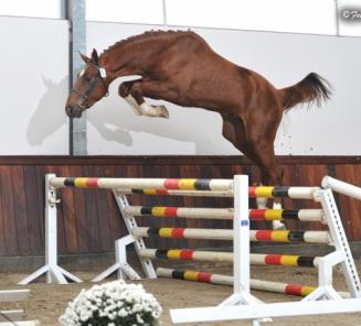 Elvis Ter Putte en President leveren winnaars vrijspringen in Wambeek Elvis Ter Putte en President leveren winnaars vrijspringen in Wambeek