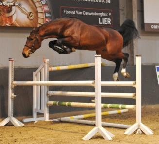 Moneymaker VD Axelhoeve verkocht naar Stal Bruynseels Moneymaker VD Axelhoeve verkocht naar Stal Bruynseels