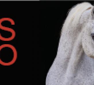 Win tickets voor Flanders Horse Expo! Win tickets voor Flanders Horse Expo!