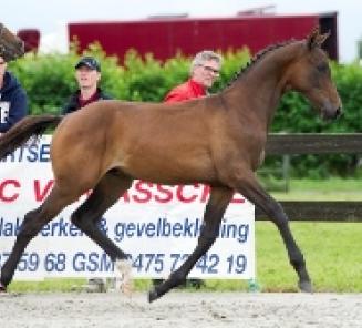 Voorsmaakje EquiTime mei: jureren van veulens Voorsmaakje EquiTime mei: jureren van veulens