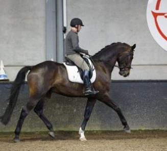 Drie nieuwe combinaties voor het dressuurkader Drie nieuwe combinaties voor het dressuurkader