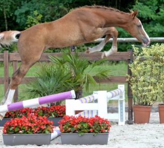 Veilingcollectie Belgian Foal Auction 2015 online Veilingcollectie Belgian Foal Auction 2015 online