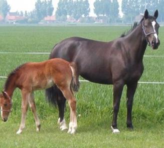 Elitemerrie in de kijker: Undine Elitemerrie in de kijker: Undine