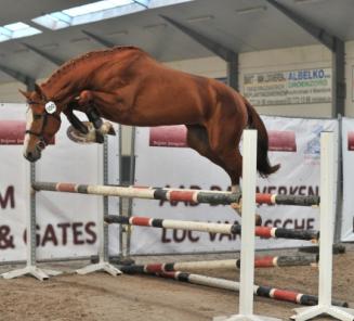 Alles over de Belgian Youngster Trials, 1/11/2015 Alles over de Belgian Youngster Trials, 1/11/2015