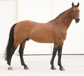 Eventing: 2de beste hengst in rankings is BWP-geboren Eventing: 2de beste hengst in rankings is BWP-geboren