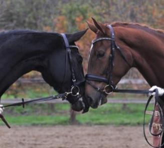 Corsendonk Dressage Cup: BWP?ers scoren tegen sterke buitenlandse concurrentie Corsendonk Dressage Cup: BWP?ers scoren tegen sterke buitenlandse concurrentie