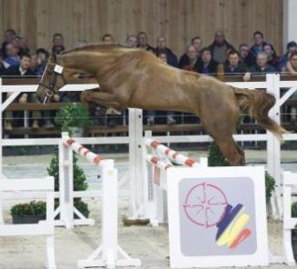 Manchester van ?t Paradijs (foto) en Million Dollar Van Het Schaeck goedgekeurd voor Holstein