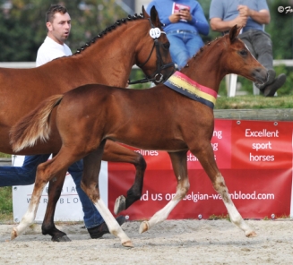 Veulenkampioenschap: de ponykampioenen Veulenkampioenschap: de ponykampioenen
