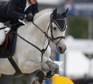 Bonheiden: BWP Elitehengst Breemeersen Adorado derde in GP Bonheiden: BWP Elitehengst Breemeersen Adorado derde in GP