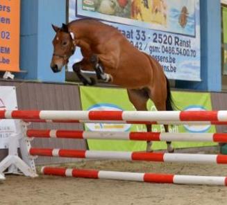BWP Fokkerijdag: alle ponykampioenen BWP Fokkerijdag: alle ponykampioenen