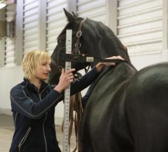 BWP Stallion Approval: busy times for the Veterinary Faculty in Gent BWP Stallion Approval: busy times for the Veterinary Faculty in Gent