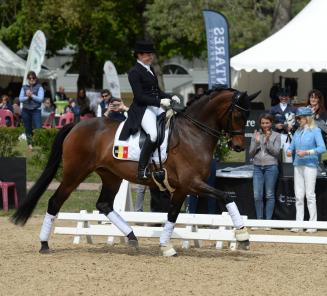 Jong BWP verzamelt op Corsendonk Dressage Cup Jong BWP verzamelt op Corsendonk Dressage Cup