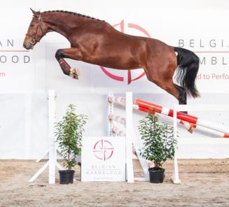 BWP Top Stallion Auction, a unique market place giving access to healthy and durable performance blood BWP Top Stallion Auction, a unique market place giving access to healthy and durable performance blood
