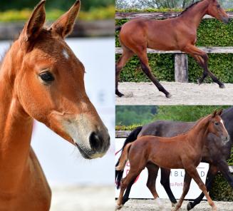 Online Foal Auction