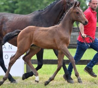 Elite Foal Auction