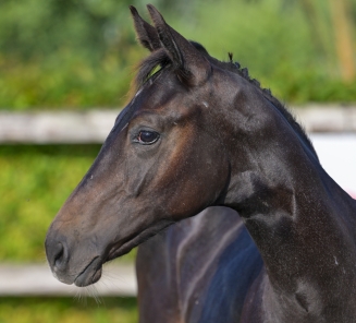 Barry White van den Dries online foal auction