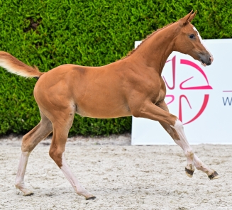 elite foal auction