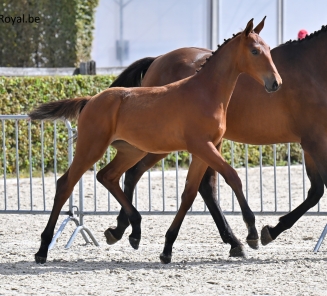 Carrera d’Erann