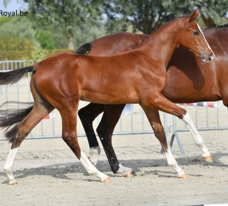 C-Eros van de Lindedreef