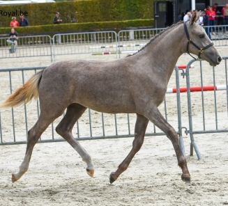 Gymnastique ‘ter Elzen’