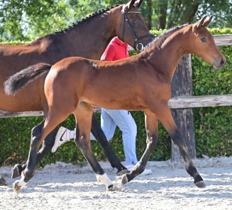 online foal auction