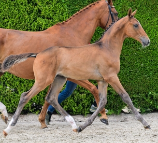 online foal auction chopin