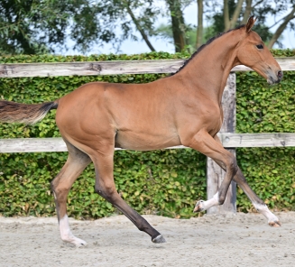 online foal auction camiel breeze