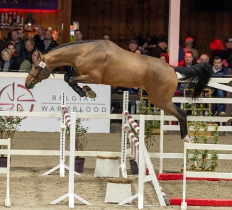 hengstenkeuring 2026