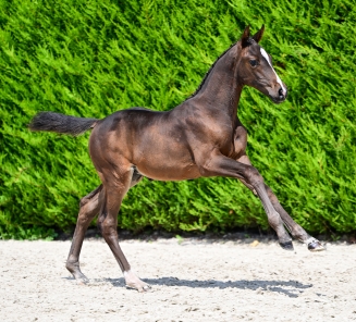 Online Foal Auction 2026