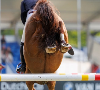 Detail paard